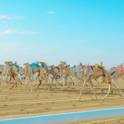 الداخلية:تنفذ حكم القتل بأحد الجناة بالرياض